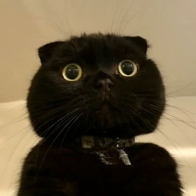 鯵が食べたいの画像