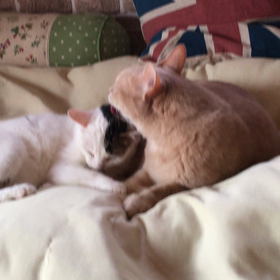 恋してるニャンの画像