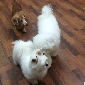 じゃれあいの画像