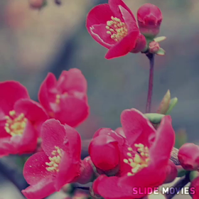 春が待ち遠しいですねの画像