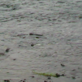 今年も、鮭が帰ってきた。の画像