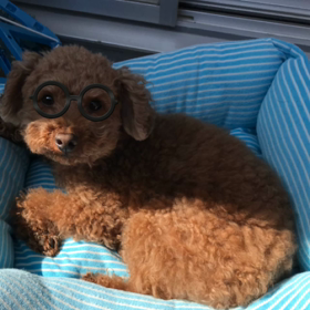 春ですねの画像