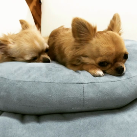 おやすみわんの画像