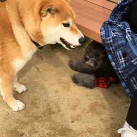 ドッグランの画像