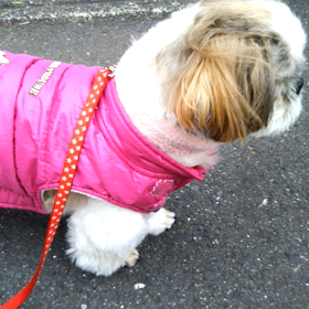 【ワンコ】大晦日のん、その2の画像