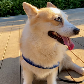コーギー犬のお尻とゆる〜い暮らし　【梅雨明け】の画像
