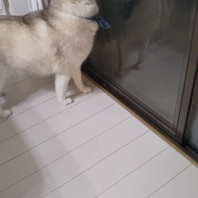 お外へ出たい〜ビミョーなソワソワの画像