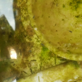 青空めだかモニター 稚魚育成プロジェクト 育成編⑤の画像