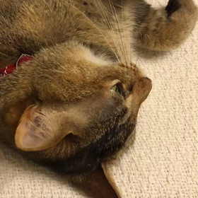 『ハイバイ、ママ！』OST / My Momを弾いてみたの画像