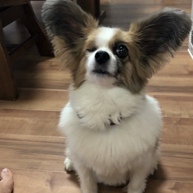 手術のだんどりの画像