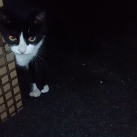 飼い主のいない猫の画像