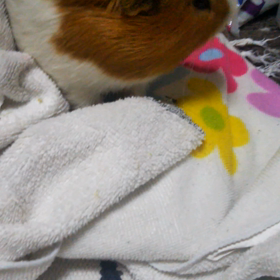 夏休みのシメの画像