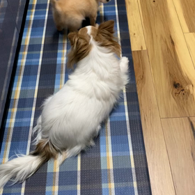 やれやれ(^^;;の画像