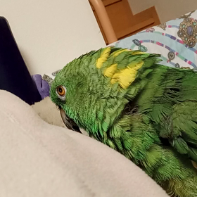 人の背中で眠くなるの画像