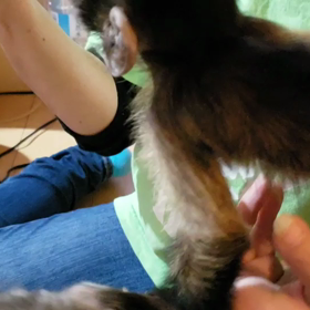 フサオマキザル ♀の画像