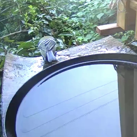 すぎぴたんの事件簿シーズン3　21話（シジュウカラ初水浴び）の画像