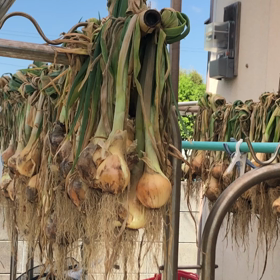 新玉ねぎの季節の画像