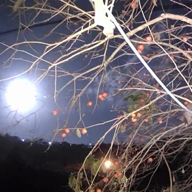 すぎぴたんの事件簿シーズン3　101話（満月とハクビシン）の画像