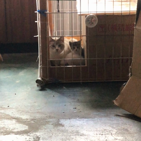 ぶちの子は常習犯でしたの画像