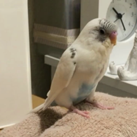 あれ？飛べるのですねの画像