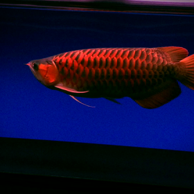 優雅に泳ぐわの画像