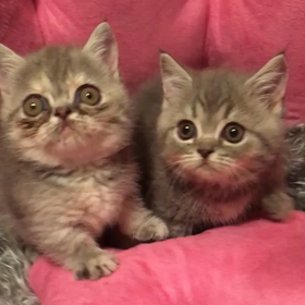 マンチカン子猫 販売の画像