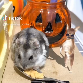 今日はだちの信長君といっしょだぜぇ~❤️の画像