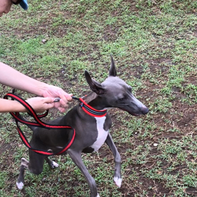 雨上がりのドッグランの画像