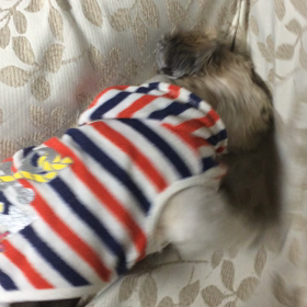 ガッカ動画の画像