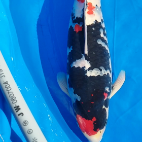 げげげ！！！の画像