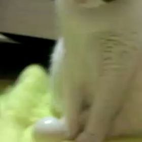 映像のせてみたの画像