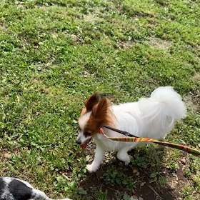 5月22日14わんこと1時間遠足  代々木公園の画像