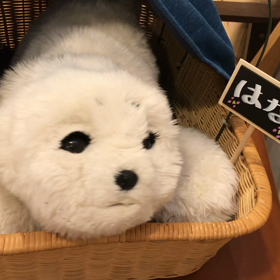 施設の人気者の画像