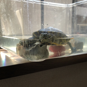 冬眠から目覚めましたの画像