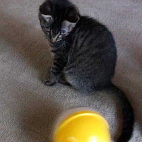 はいはい、遊ぼうねの画像