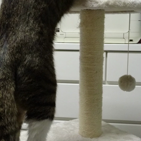 ☆トワくん☆の画像