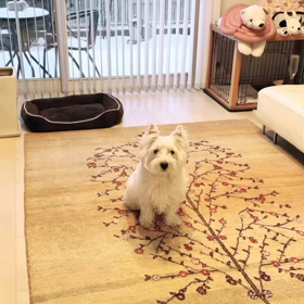 にらめっこの画像