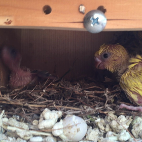 羽衣セキセイの雛の画像