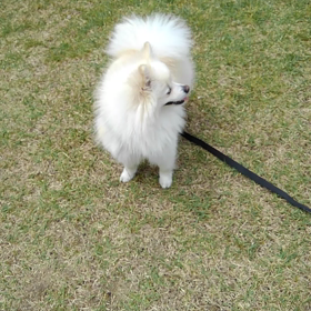 散歩来ましたの画像