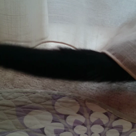 「今日のロクちゃん！」～イライラMAX！土砂降りの外を眺めて～動画編の画像