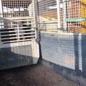 1歳馬達、せりに向けて！の画像