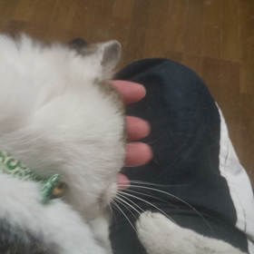 少食な吉。の画像