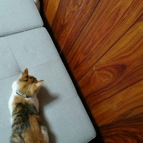 飼い主は、若くないの画像