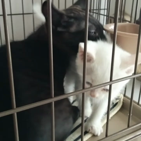 仲間入り～(￣▽￣)の画像