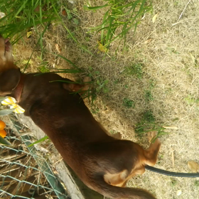 お散歩&金柑を食べるココ❗の画像