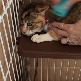 華音ちゃん、朝のブラッシングの画像