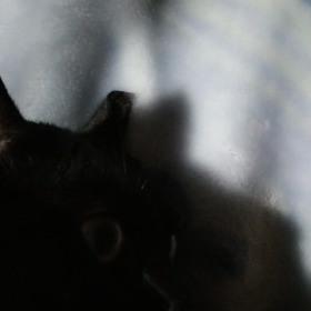 おはよう～朝のジジの画像