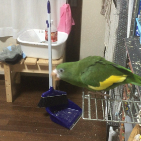 威嚇のプロの画像