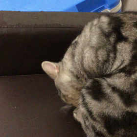 サボってましたの画像