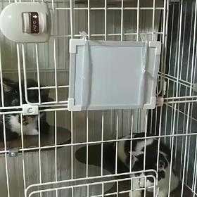 多頭飼育レスキューの子達【4月7日】の画像